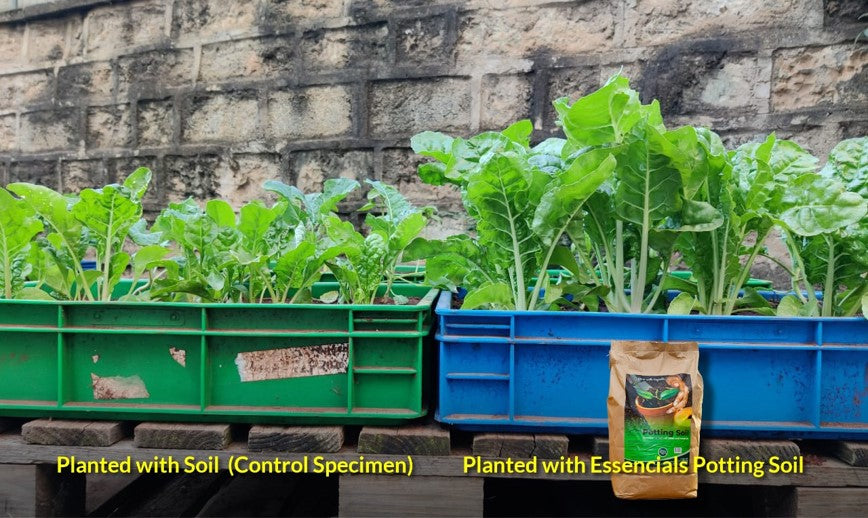 Essential Potting Soil - 10Litres
